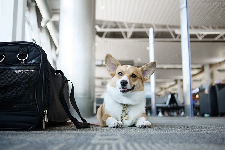 What you need to know to travel Abroad with Your Pet